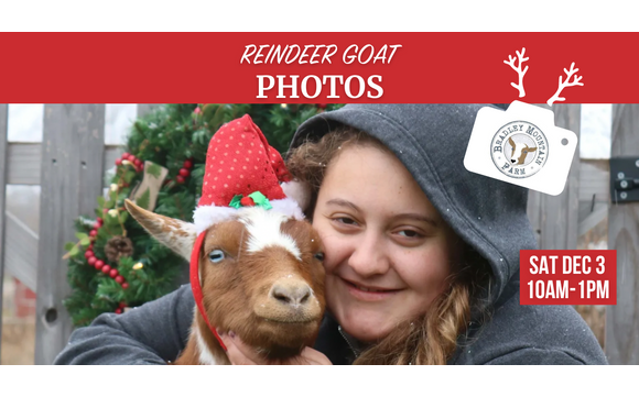 Reindeer Goat Photos At Lyman Orchards By Lyman Orchards Golf Course 
