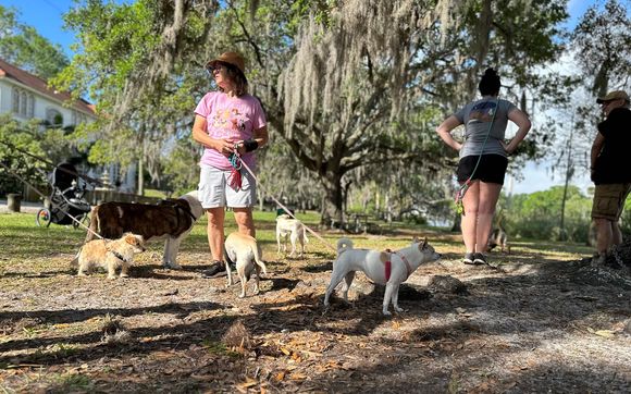 Saturday Morning Dog Pack Walk by Seminole Heights Dog Pack in Tampa ...