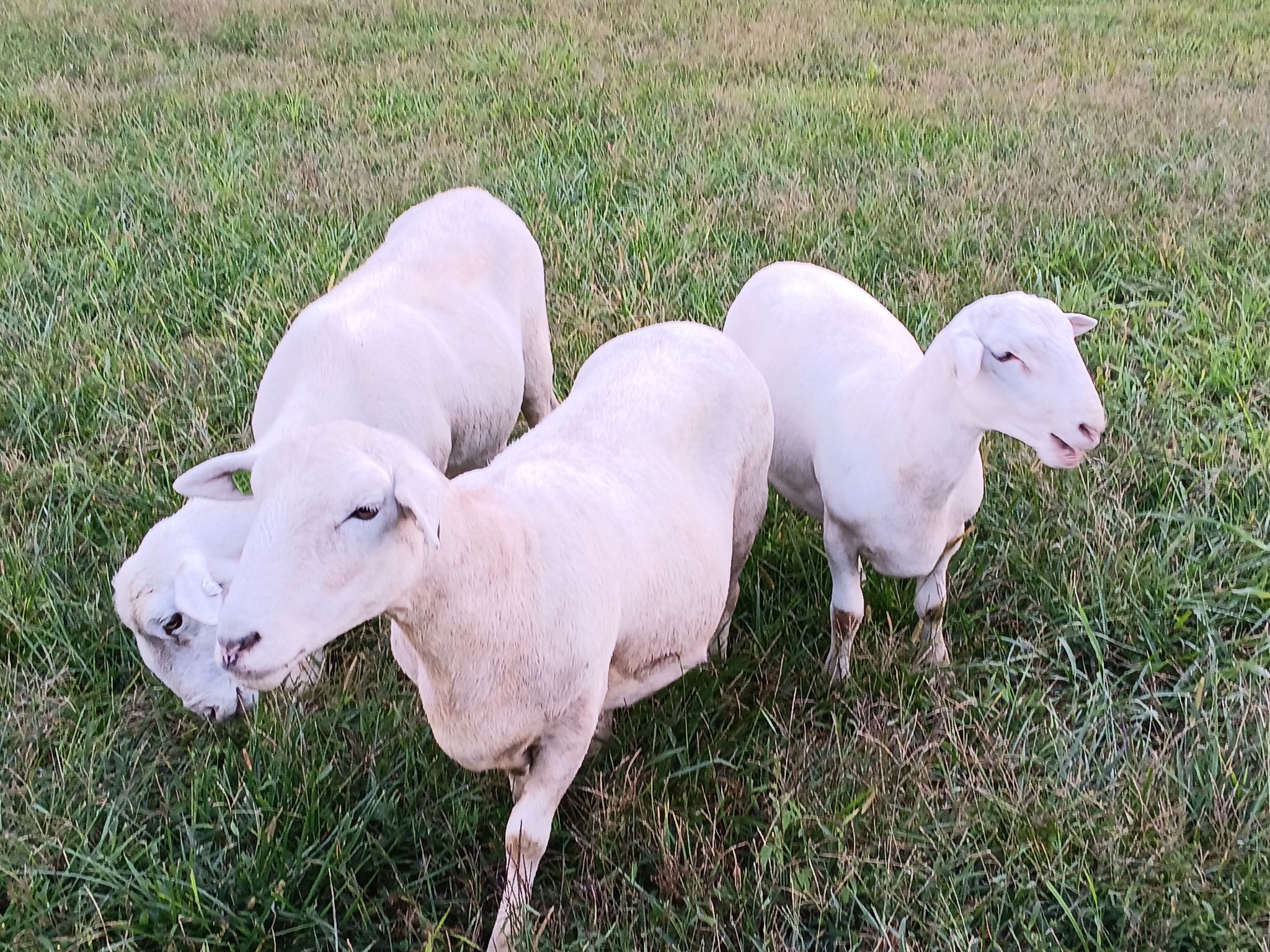 Australian white sheep  with Ntractor