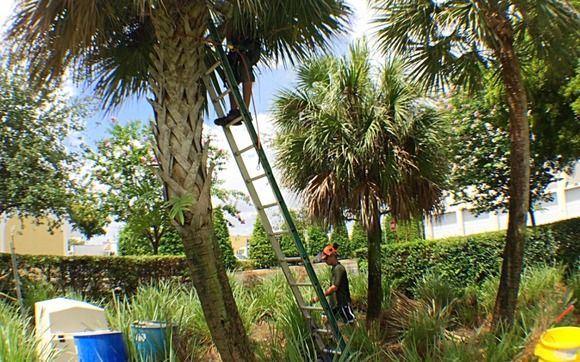 Commercial Tree Services - Pembroke Pines FL Tree Trimming and Stump  Grinding Services