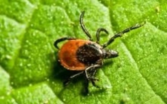 Mosquito and Tick Control by Mosquito Squad