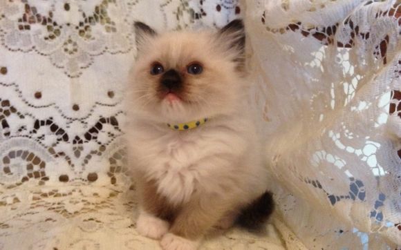 Tica best sale ragdoll breeders