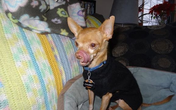 Almost Live by Bare Bones BARKtique