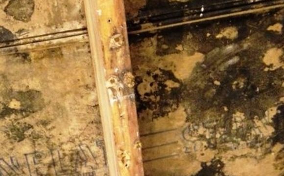 Toxic Mould  by OSS Consulting Services Ltd.