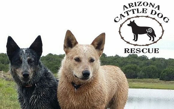 Arizona Cattle Dog Rescue  by Arizona Cattle Dog Rescue