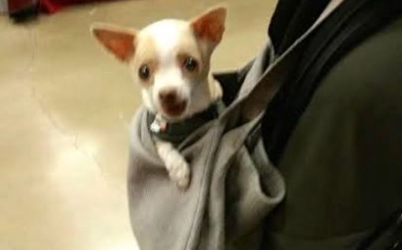 Chammyz Doggy Spaw towels by Chammyz