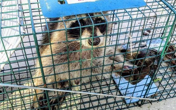 Rat Removal in Polk County - Trapping - Exterminator