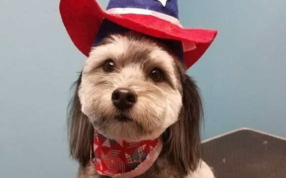 U Wash/We Wash/Grooming for Dogs by BarknPaws Pet Wash , Market & Grooming