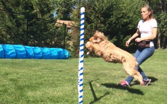 Certified Personal Dog Trainer by Coexisting Canine Dog Training