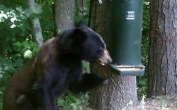 Lou Gravity Feeders by Lou Gravity  Feeders