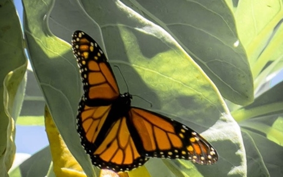 Saving Grace by Joanne King, M.A.,  Counselor and Life Empowerment Coach
