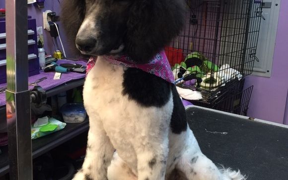 All Breed Dog Grooming by Paws Pet Supply and Grooming in Powell