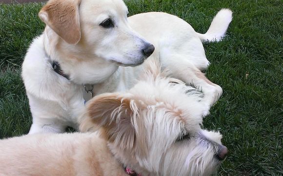 Pet Sitting, Dog Walking, Play time and TLC by Fun Fur U - In Home Pet Care