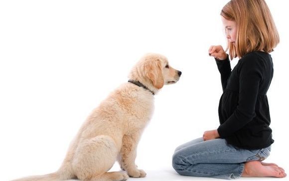 k9 academy dog training