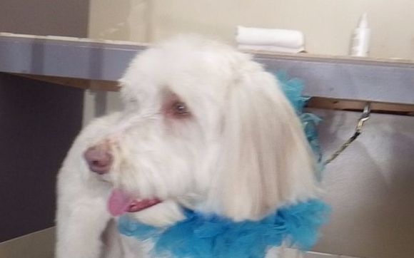 Self service dog wash and dog grooming services by Spotless Dog Wash