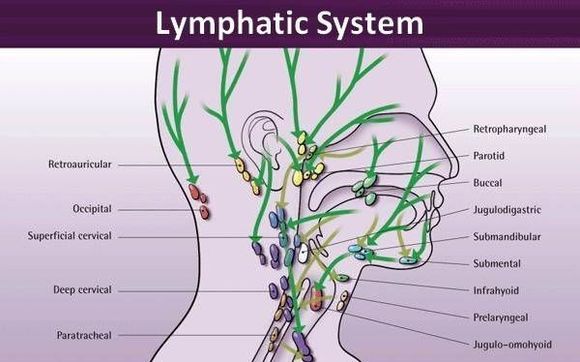 Lymphatic Drainage by North Shore Cold Laser in North Vancouver, BC ...