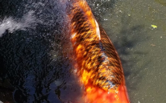 Ponds, Water Feature & Aquarium Products & Supplies also healthy food & plants & Fish. by pond Envy LLC