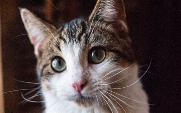 Holiday Cat Care  by Around The Block Pet Care LLC