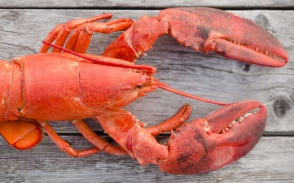 Catering by Lobster in The Rough