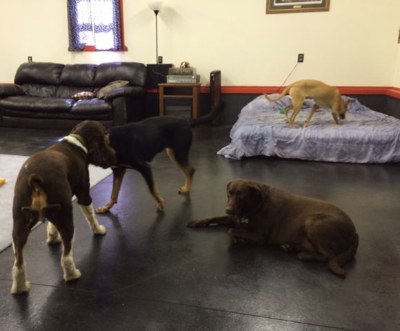 doggie daycare by Big Dogs Doggie Daycare and Pet Sitting in New