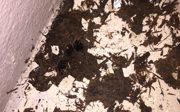 Mold Inspection by Home Inspection Headquarters - 865-456-3155