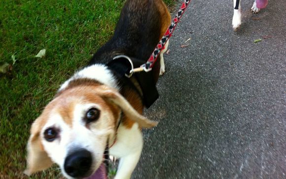 Dog Walking by Carolyn's Pampered Pets LLC