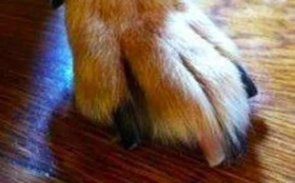 Toenail trims  by Carolyn's Pampered Pets LLC