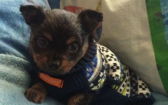 Chilove Chihuahuas Hampton Va Alignable