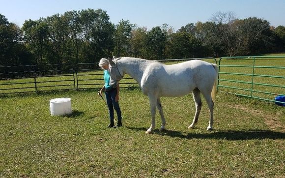 Consulting to set up your farm for a horse by Morning Star Stables