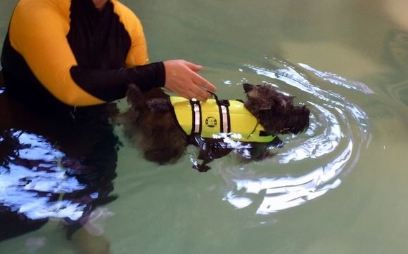 Certified Canine Hydrotherapy Waterdogs K9 Center