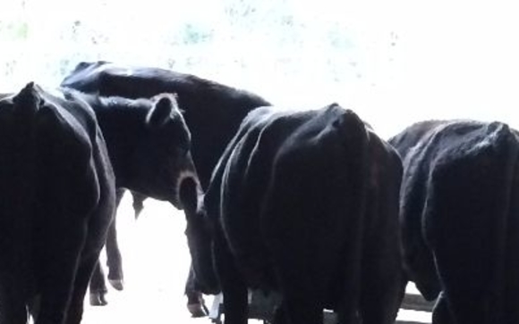 Angus bull calfs by Greenhills Ranch