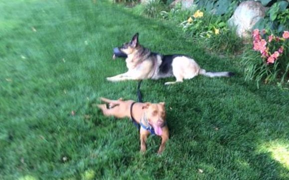 Group classes by Coexisting Canine Dog Training