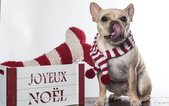 Pet Photography - Dogs! by Park City