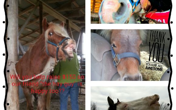 Horse Adoption by Guardian Oak Growth By Giving Assc., Inc.