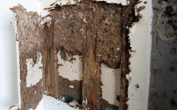 Termite control and protection  by Maxx Force Pest Control