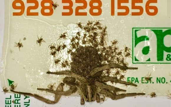 Pest Control  by Maxx Force Pest Control