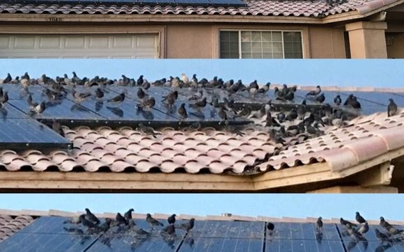 Bird cleanup, exclusion and control  by Maxx Force Pest Control