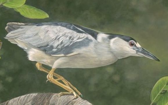 Original Wildlife Art by Ed Takacs - Wildlife Artist