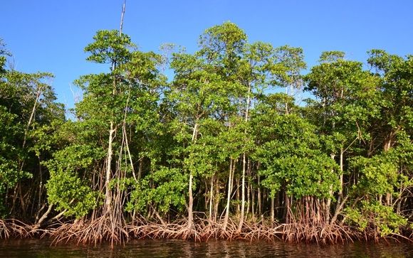 Mangrove Services by Sustainable Ecosystems International