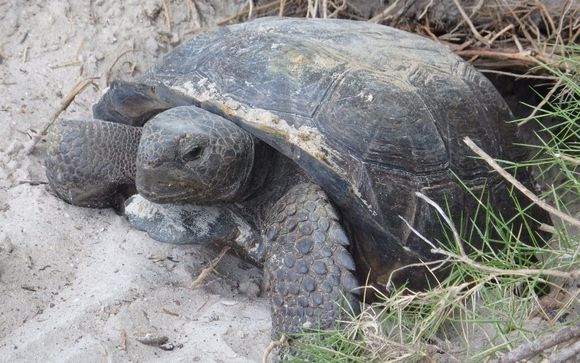 Gopher Tortoise Conservation by Sustainable Ecosystems International