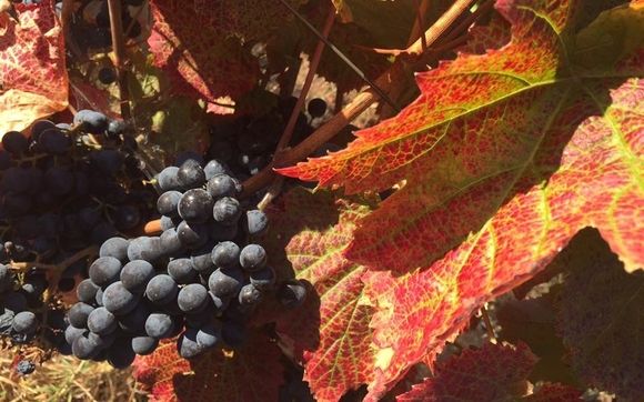  lavender and vineyard  by Girl on the Hill