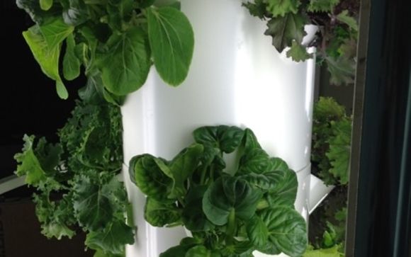 Tower Garden, Grow your own! by Lees-on Life