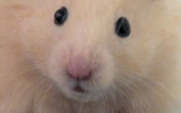 Pets by Furball Critters