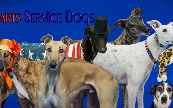 are greyhounds good service dogs