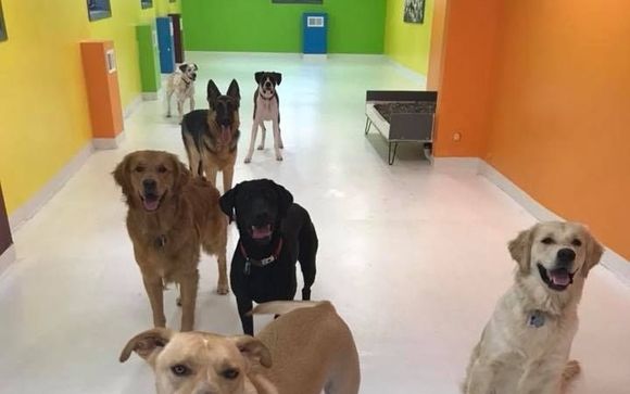 Dakotah store doggy daycare