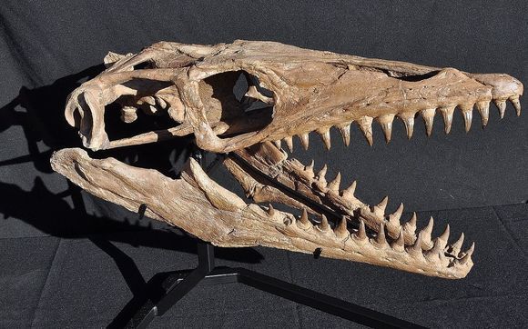 mosasaurus skull for sale