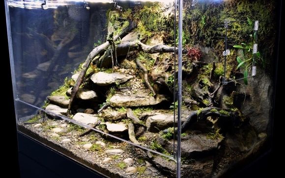 Custom Vivarium Design and Build by BioVivara in Amanda Area - Alignable