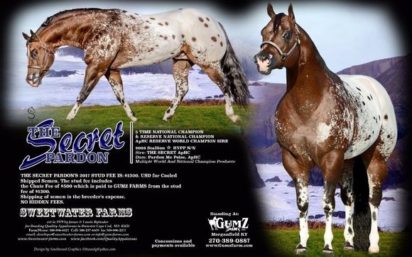 Appaloosa show prospects, Foals, mares & Mares in Foal, by Sweetwater Farms