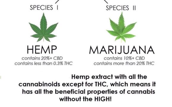 Hemp Oil by Carrie Rudow - Health & Wealth Advocate