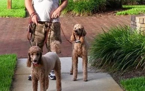 Dog Walks. by Alone at Home Pet Services, Inc